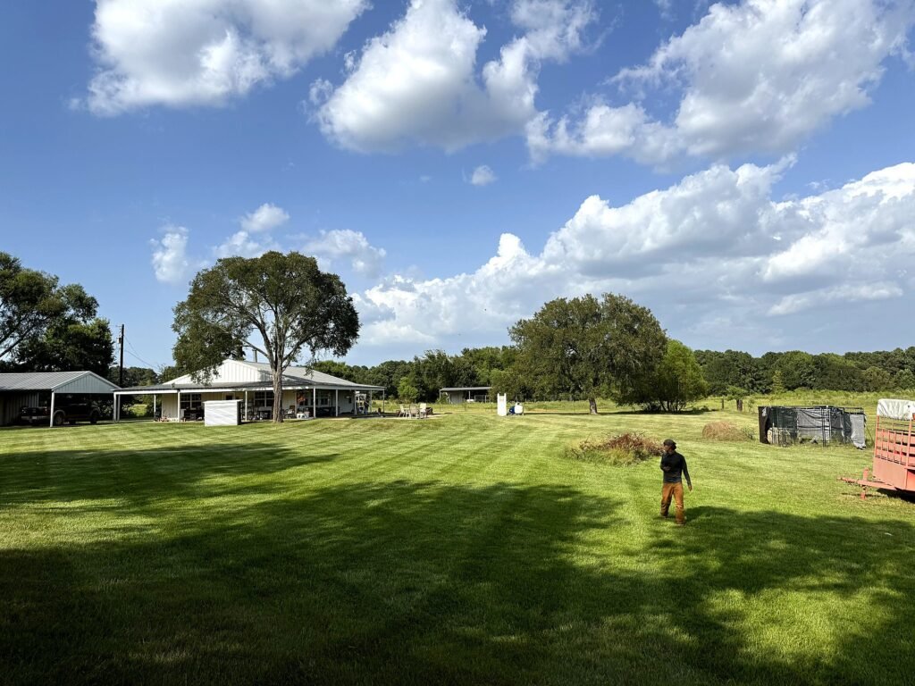Open maintained lawn beneath tall pine and hardwood trees with a paver walkway
