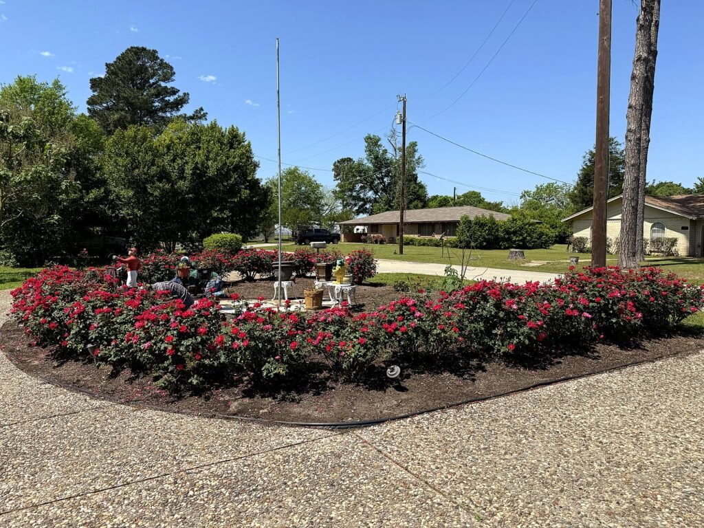 Circular bed of red knockout roses in full bloom around a flagpole with crisp edging