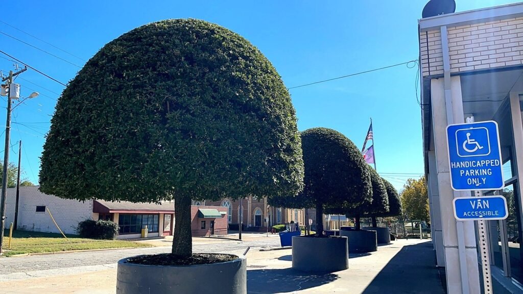 Sculpted canopy trees in large planters along a commercial storefront
