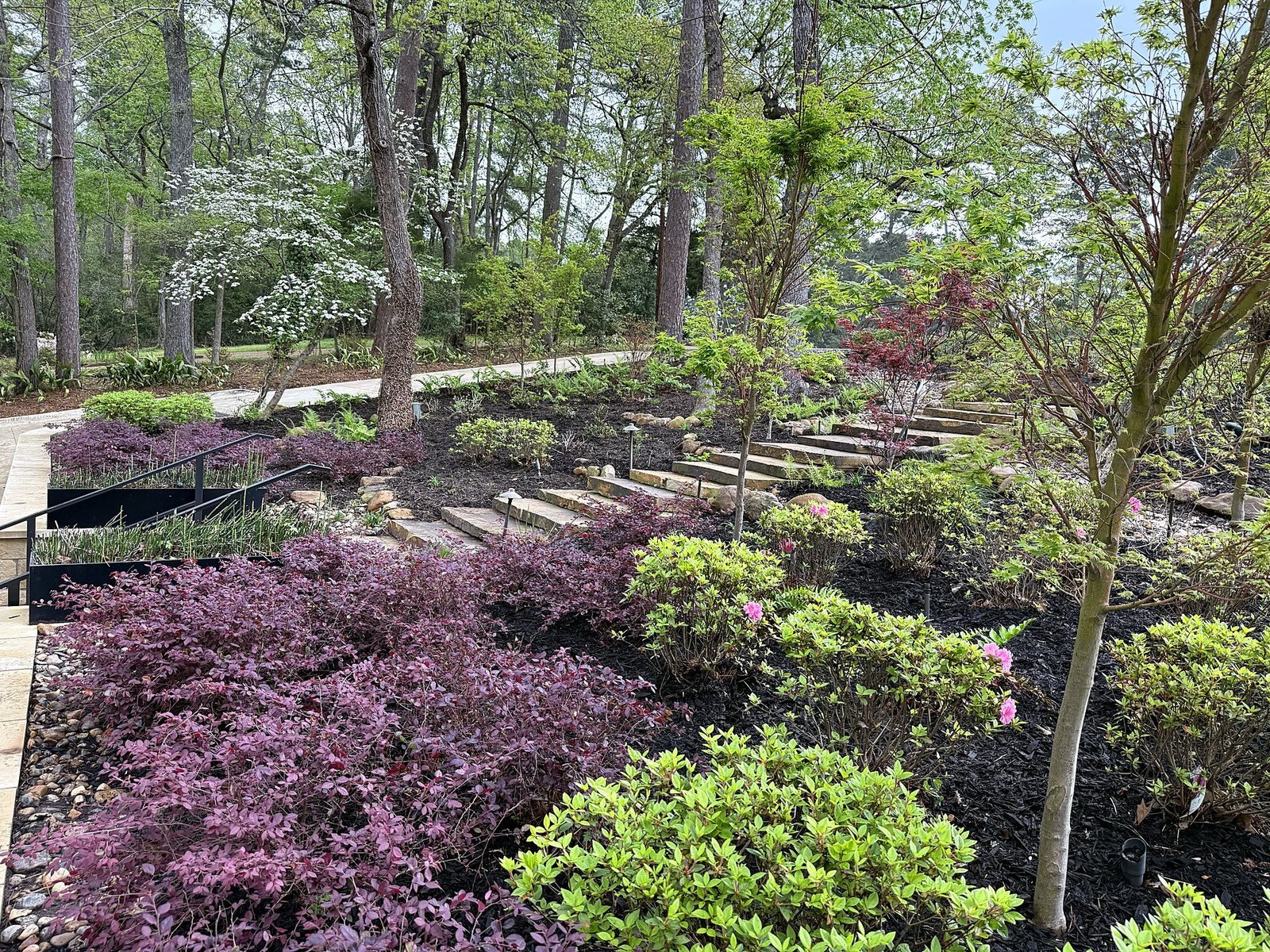Spring landscape beds with purple loropetalum, flowering dogwood, Japanese maples and stone steps